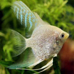 Platinum Angel Fish