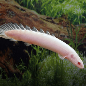 Internet only: Albino Senegal Bichir