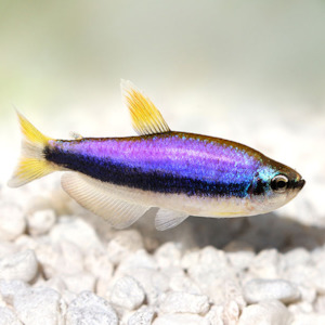 Blue Emperor Tetra