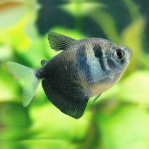 Black Widow Tetra