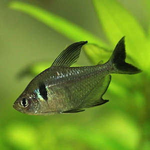 Black Phantom Tetra