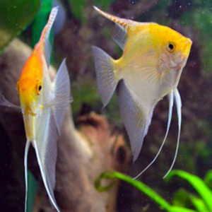 Gold Angel Fish (Small)