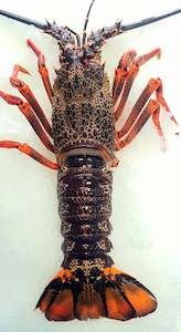 LIVE Crayfish (Each) 700-800g