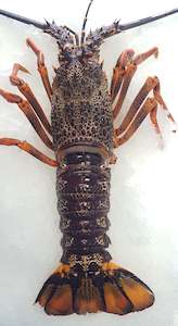 LIVE Crayfish (Each) 500-600g