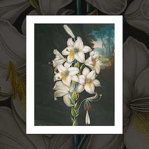 The White Lily - art print by Robert J. Thornton