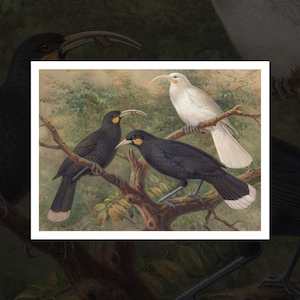 "Three Huia" vintage Buller’s Birds art print