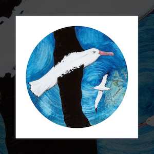 "Albatross (Toroa) over Otago Peninsula" art print by Pia Davie