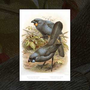 Kokako vintage Buller's Birds art print