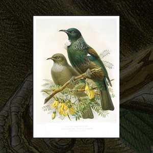 Tui vintage Buller's Birds art print