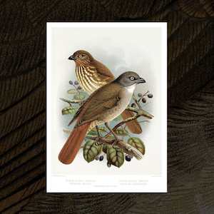 Piopio (Thrush) vintage Buller's Birds art print