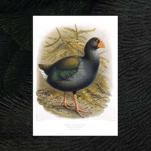 Takahe vintage Buller's Birds art print