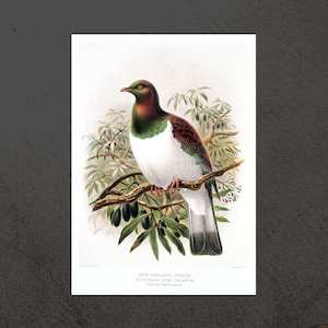 Kereru (Wood Pigeon) vintage Buller's Birds art print