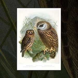 Morepork (Ruru) & Laughing Owl (Whekau) vintage Buller’s Birds art print