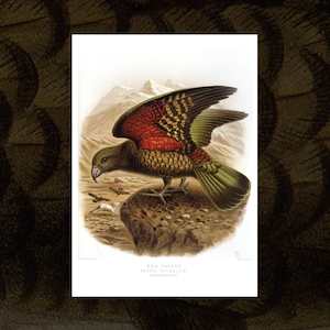 Kea vintage Buller's Birds art print