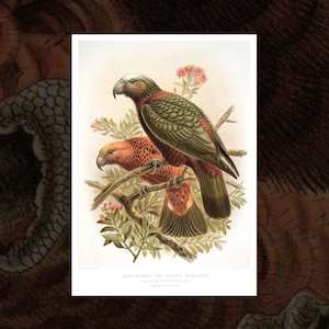 Kaka vintage Buller's Birds art print