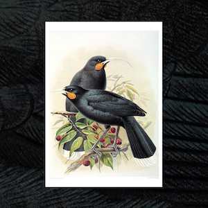 Huia vintage Buller’s Birds art print