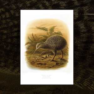 Great Spotted Kiwi (Roroa) vintage Buller’s Birds art print