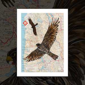 Bird Art Prints: "Karearea over Shell Map" art print by Pia Davie