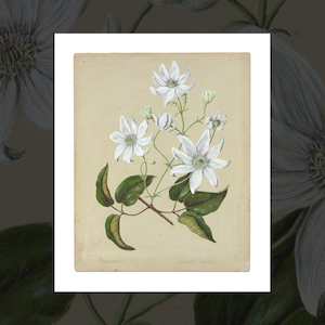 'Puawhananga (Clematis)' vintage floral art prints by Sarah Featon