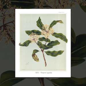 Floral Art Prints: 'Tarata (Pittosporum)' vintage floral art prints by Sarah Featon