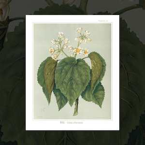 'Whau' vintage floral art prints by Sarah Featon