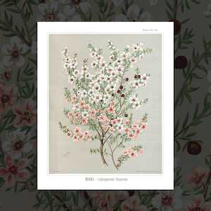 'Manuka' vintage floral art prints by Sarah Featon