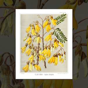 'Yellow Kowhai' vintage floral art prints by Sarah Featon