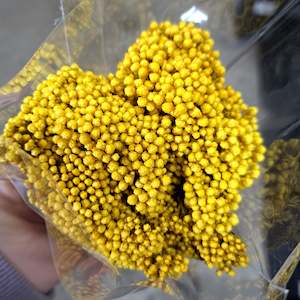 Dried flower: Rice Flower Yellow