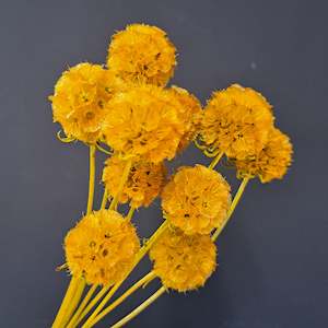 Dried flower: Scabiosa Yellow