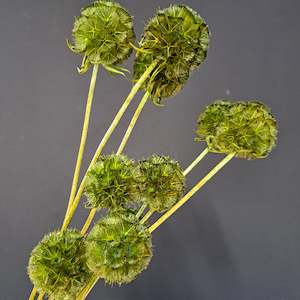 Scabiosa Green