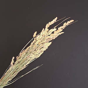 Dried flower: Cocksfoot Grass-NZ Natural