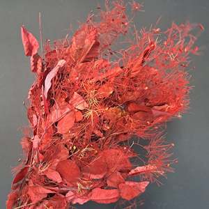 Smoke Bush - Red