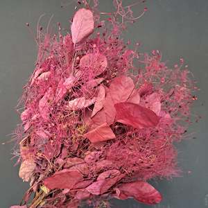 Smoke Bush - Burgundy