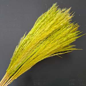 Dried flower: Hossu Grass Green