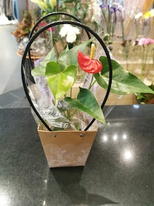 9cm anthurium plant