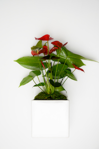 Anthurium PLANT