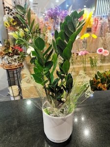 Zamioculcas green