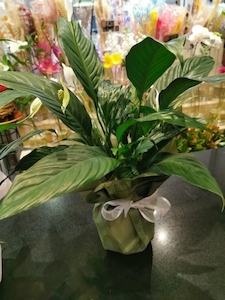 Florist: peace lily