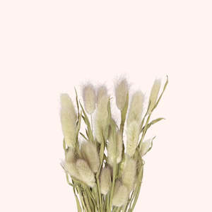 Flower: Dried Lagurus Bunny Tails Natural