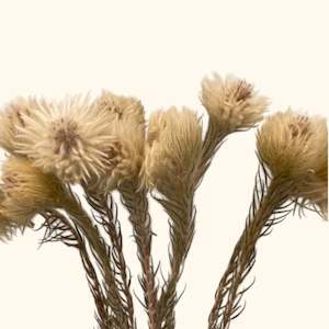 Flower: Dried Phylica Singles