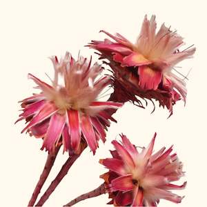 Flower: Dried Star Cone With Stem