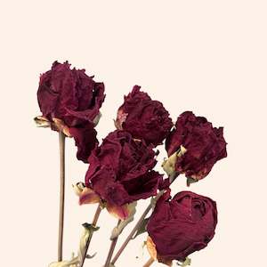 Dried Peony