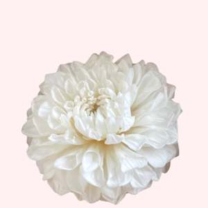 Flower: Preserved Dahlia Grace