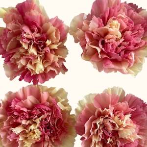 Flower: Preserved Carnation Parfait