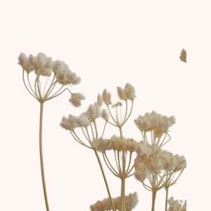 Flower: Dried Orlaya