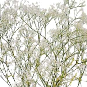 Flower: Mini Babys Breath Super Soft