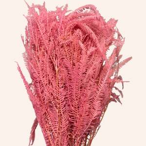 Flower: Preserved Fern Helecho