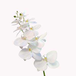 Flower: Handmade Phalaenopsis