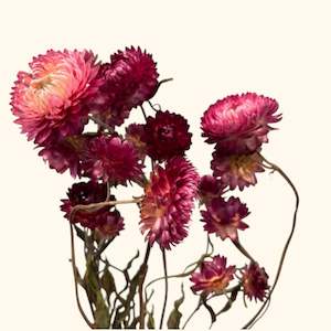 Dried Helichrysum