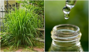 Aromatherapy oils: LEMONGRASS pure essential oil - 12 mL